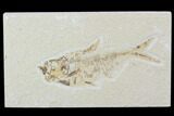 Bargain, Diplomystus Fossil Fish - Wyoming #100591-1